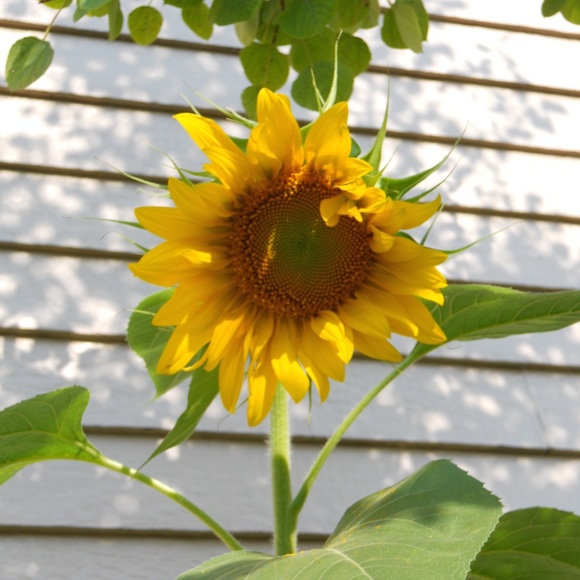 Meet your Posher, Pamela - Picture 1 of 1